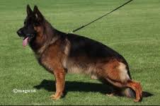 public/dog_images/717/1763728274.Henko vom Holtkämper Hof.jpg